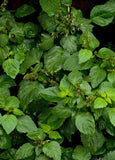 Nefertum Soul Of Sahara